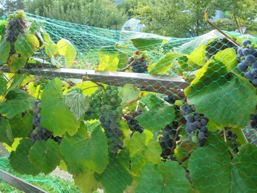 Trauben unter leichten Vogelschutznetz Birdnet